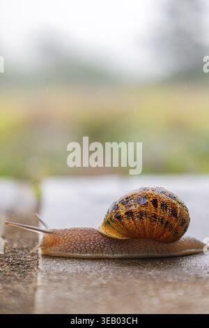 Gasteropodi con guscio nero marrone maculato esterno. La lumaca scorre lungo una superficie ruvida. Sfondo animale. Malacologia, zoologia, studio del soft-bodie Foto Stock