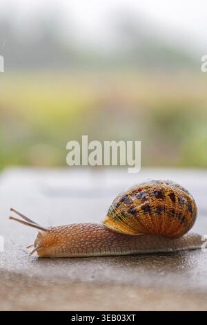 La lumaca scorre lungo una superficie ruvida. Primo piano. Gasteropodi con guscio nero marrone maculato esterno. Sfondo animale. Malacologia, zoologia, studio Foto Stock