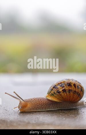 Gasteropodi con guscio nero marrone maculato esterno. La lumaca scorre lungo una superficie ruvida. Sfondo animale. Malacologia, zoologia, studio del soft-bodie Foto Stock