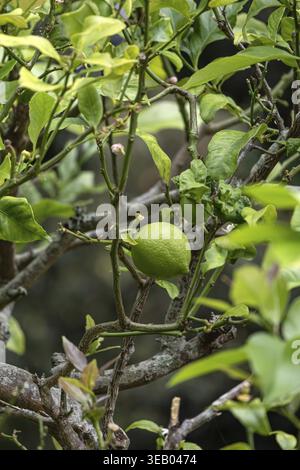 Gruene Limette, Citrus aurantiifolia, Zitrone, Die an einem Buschzweig haengt Foto Stock