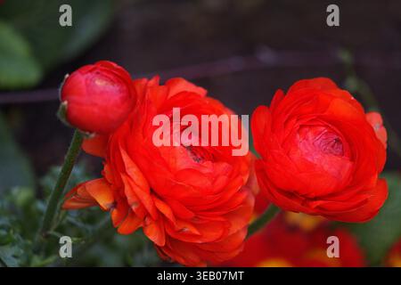 Un primo piano di un Ranunculus rosso in fiore. Foto di alta qualità Foto Stock