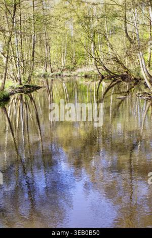 Lo Schwalm, un fiume, riflette gli alberi circostanti e la luce della foresta sulla sua superficie tranquilla, Niederkruechten, basso Reno Foto Stock