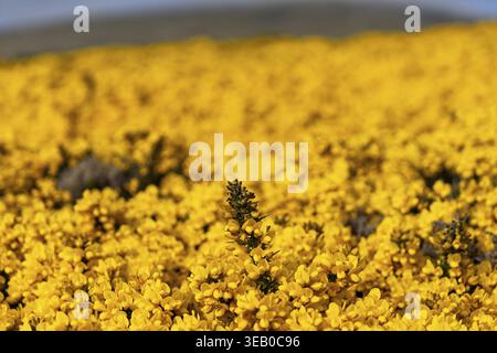 Gorse comuni (Ulex europaeus) in piena fioritura, fiori gialli dominano la zona, Isole Falkland, Atlantico meridionale Foto Stock