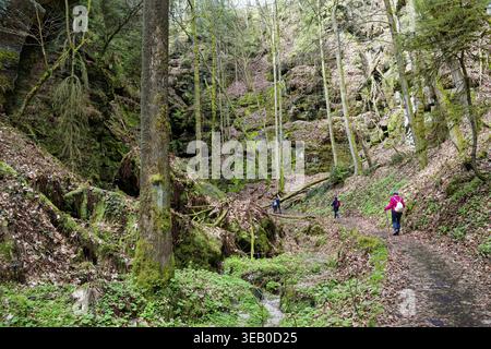 Escursioni a Uttewalder Grund, valle rocciosa vicino a Lohmen, gola, formazione rocciosa, escursionismo, destinazione per escursioni, Malerweg, Lohmen, Elbe Sandstone Mountains Foto Stock