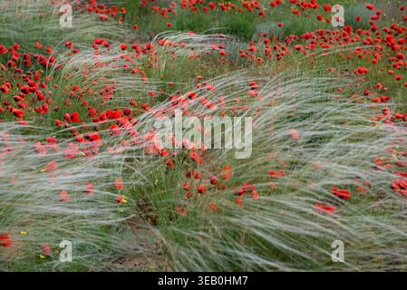 Kovyl sul vento tra i papaveri rossi. Primavera in Kalmykia, Russia Foto Stock