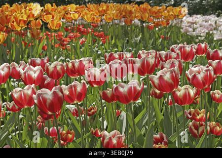 Tulipa "Leen van der Mark", Triumph Tulip Foto Stock