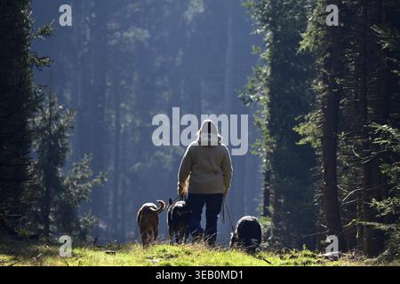 Addestratore di cani che cammina con i suoi tre cani per il benessere degli animali nella foresta di Hunsrueck, Renania-Palatinato, Germania Foto Stock