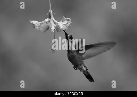 Il viola mono bruno si alza bevendo dal fiore Foto Stock