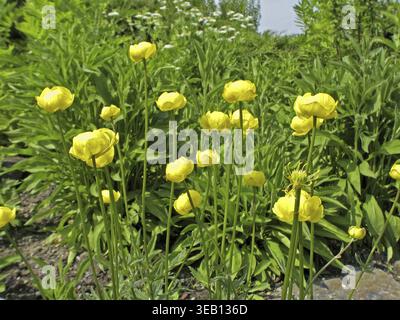 Trollius europaeus, fiore europeo di troll Foto Stock