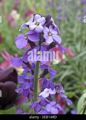 Erysimum linifolium "Bowles mauve", lacca oro, celandina Foto Stock