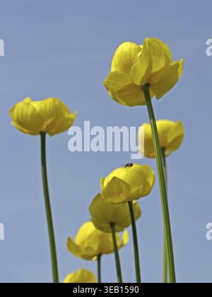 Trollius europaeus, fiore europeo di troll Foto Stock