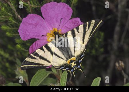 Iphiclides podalirius, farfalla a vela Foto Stock