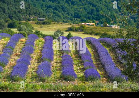 Le piante di lavanda in crescita creano vivaci file su una collina con foreste verdi lontane Foto Stock
