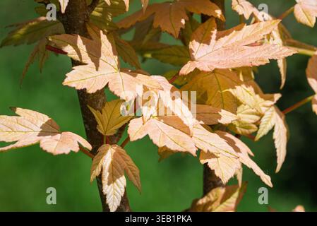 Le delicate foglie di acero giallo-peachy si dispiegano su un ramo illuminato dal sole su uno sfondo verde tenue. Foto Stock