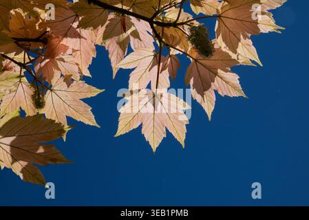 Le foglie d'acero traslucide e i semi nascenti sono retroilluminati in modo luminoso contro un cielo blu profondo, rivelando gli intricati dettagli della crescita primaverile. Foto Stock