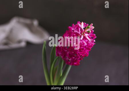 Primo piano di Giacinto rosa in fiore con foglie sulla vista verticale del tavolo scuro Foto Stock