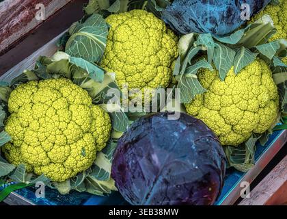 Broccoli Romanesco verdi e cavoli rossi dai colori vivaci si accumulano in alto sulla banchina del mercato. Prodotti freschi per una dieta sana. Abruzzo, Italia, Europa Foto Stock