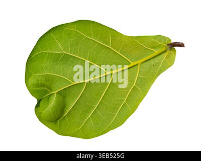 foglia, geigen-feige, foglie Foto Stock