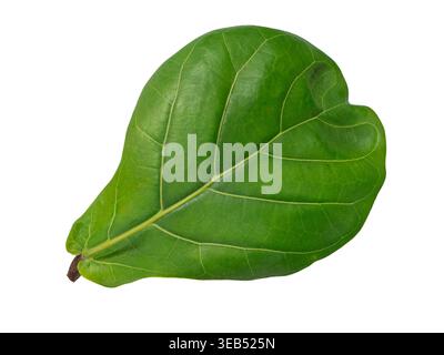 foglia, geigen-feige, foglie Foto Stock
