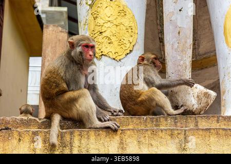 Due macachi rhesus adulti e un bambino riposano sulle pareti di un antico tempio di Bagan, Myanmar. Gli animali siedono su pietre gialle accanto a decorate Foto Stock