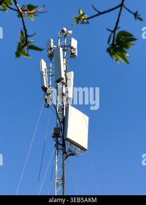 Londra, Regno Unito. 24 aprile 2026. Un albero per telecomunicazioni mobili e un array di antenne incorniciati da rami frondosi contro un cielo blu limpido a Londra, aprile 2026. Rappresenta l'infrastruttura di rete mobile urbana, la connettività 5G, la tecnologia delle comunicazioni wireless e l'impatto visivo delle apparecchiature di telecomunicazione sul panorama urbano. Credito: xiu bao/Alamy Live News Foto Stock