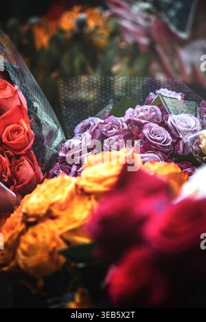 Ammira i vivaci mazzi di rose rosse, arancioni e viola avvolte in plastica in un negozio di fiori. Foto Stock