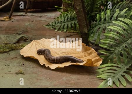 Un gigantesco esemplare di millipede africano strisciante su foglie secche in un ambiente naturale ravvicinano il concetto esotico di macro insetti nessuno Foto Stock