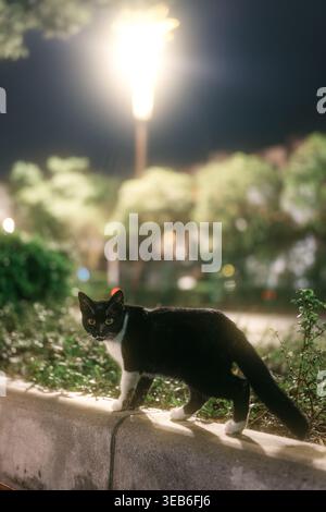 Gatto bianco e nero che cammina su una sporgenza di cemento di notte, illuminato dal lampione con sfumature Foto Stock
