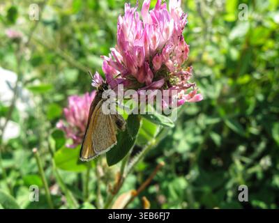 Lo skipper europeo Butterfly scopre il trifoglio rosso Foto Stock