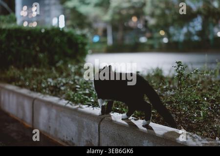 Gatto bianco e nero che cammina lungo un marciapiede in cemento di notte in un giardino urbano con sfocatura Foto Stock