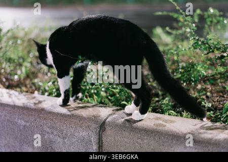 Gatto bianco e nero che cammina lungo un marciapiede di cemento accanto al verde in una luce naturale soffusa Foto Stock
