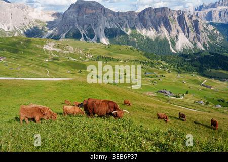 Vista del pascolo del bestiame dell'altopiano su un rigoglioso prato alpino con le cime frastagliate delle Dolomiti sotto un cielo luminoso Trentino-alto Adige, Italia. Foto Stock