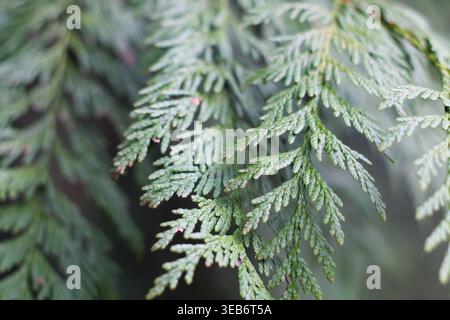 Vista dettagliata delle macro di Western Red Cedar Foliage Foto Stock