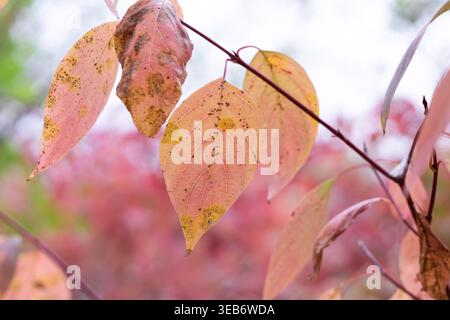 Red Osier Dogwood e Falltime Foliage Foto Stock