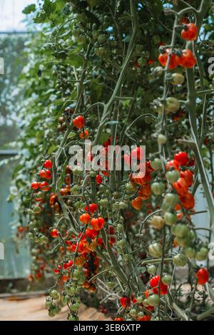 Ammassi di pomodori ciliegini maturi sui vigneti Foto Stock