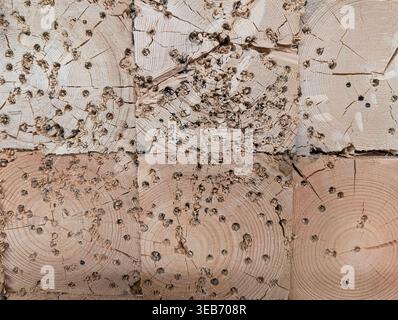 Struttura di un muro di destinazione in legno usato per tiro con l'arco e tiro con l'arco, caratterizzato da numerosi fori per proiettili e segni di impatto sui blocchi di legno. Foto Stock