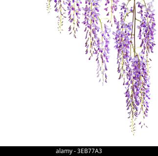 Rami di fiori di Wisteria isolati su sfondo bianco. Foto Stock