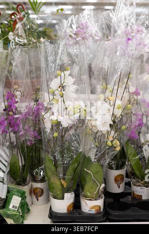 Russia, Mosca, 31 marzo 2026 - orchidee bianche e rosa sullo scaffale del supermercato Auchan. Foto Stock