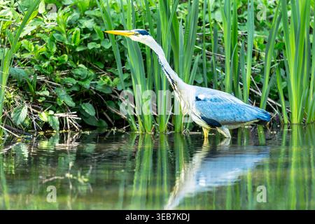 Airone grigio, nome scientifico: Ardea cinerea. Primo piano di un airone grigio, allerta e a caccia di prede, accanto a canne verdi con collo allungato. Faccia Foto Stock
