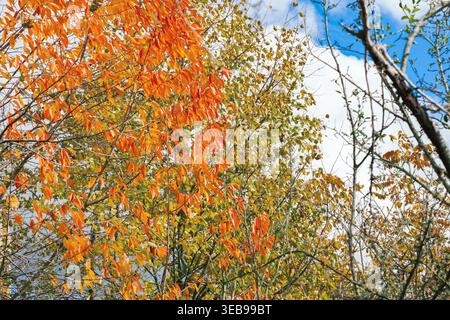 Vista ravvicinata di alberi decidui che mostrano i loro brillanti colori autunnali con rami che si avvicinano a un cielo parzialmente nuvoloso Foto Stock