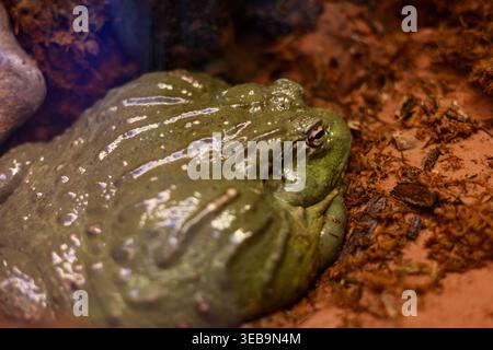 Il gigante Bullfrog africano riposa nell'Habitat Foto Stock