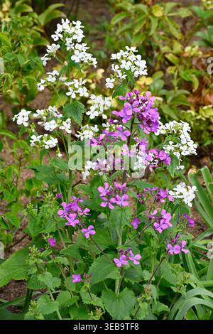 Forme viola e bianche di fiori primaverili, onestà, Lunaria annua o Lunaria biennis UK Garden April Foto Stock