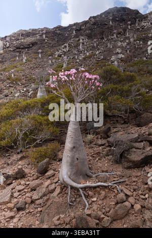 Vista di un rosone del deserto in fiore con fiori rosa su un pendio roccioso di montagna sotto un cielo blu di Socotra, Yemen. Foto Stock