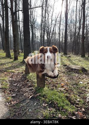 Cane Australian Shepherd sdraiato su panchina di legno nel parco boschivo con luce solare, posa calma e concetto di stile di vita all'aperto rilassato. Foto Stock