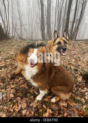Pastore tedesco e pastore australiano seduti in una foresta nebbiosa con foglie cadute. Atmosfera autunnale e compagnia tranquilla nella natura. Foto Stock
