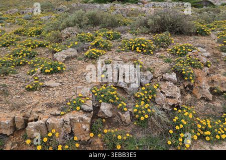 Fiori selvatici nella regione costiera dell'Algarve, Portogallo Foto Stock