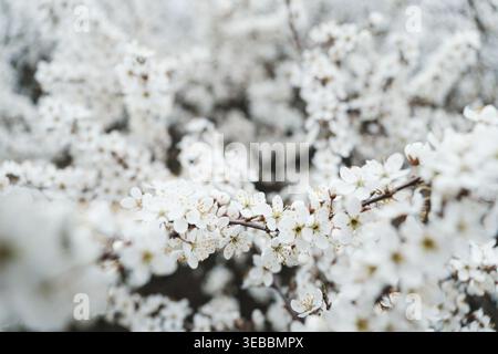 Fiori bianchi in fiore sul ramo in primavera, sfondo floreale con luce naturale Foto Stock