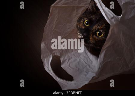 Gatto domestico giocoso con grandi occhi nascosti in un sacchetto di plastica Foto Stock