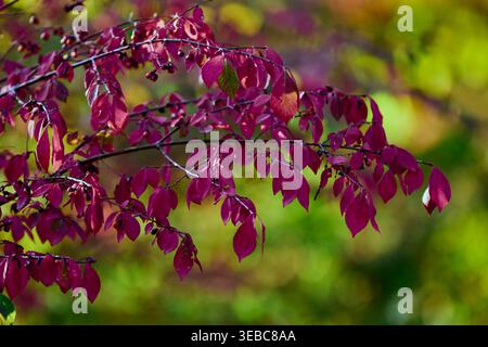Fogliame rosso vivace di un arbusto ardente (Euonymus alatus) in pieno colore autunnale. Vista ravvicinata delle intense foglie cremisi durante la stagione autunnale Foto Stock