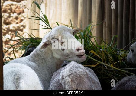 Primo piano di una pecora bianca che riposa e mastica erba fresca in un rifugio rustico, mostrando la vita rurale del bestiame allo zoo di Barranquilla, Colombia. Foto Stock